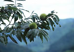 ピザポケット南砂町店の魅力と店舗情報
