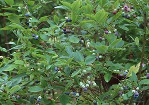 合コンより気軽に楽しめる相席居酒屋